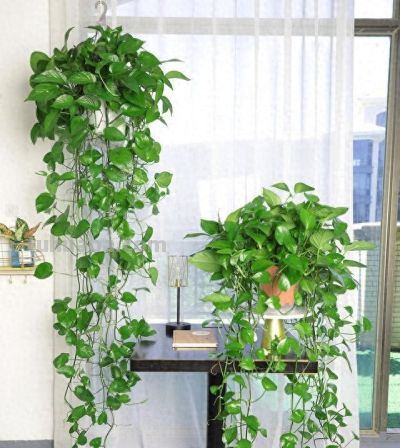 让绿萝爬满屋子，只要做到简单“3点”，叶又绿又大长成一片森林 - 今日头条