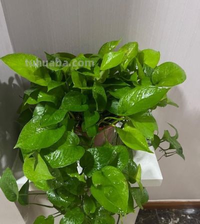 让绿萝爬满屋子，只要做到简单“3点”，叶又绿又大长成一片森林 - 图画吧TUHUABA