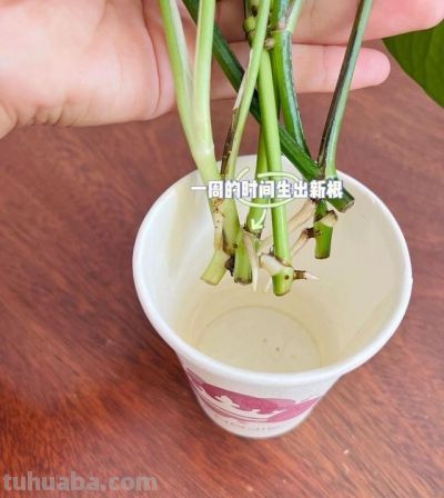 让绿萝爬满屋子，只要做到简单“3点”，叶又绿又大长成一片森林 - 图画吧TUHUABA