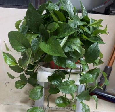 让绿萝爬满屋子，只要做到简单“3点”，叶又绿又大长成一片森林 - 图画吧TUHUABA