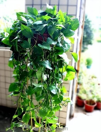 如何能让绿萝叶子又大又绿，茂盛爆盆？ - 图画吧TUHUABA