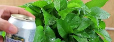 如何能让绿萝叶子又大又绿，茂盛爆盆？ - 图画吧TUHUABA