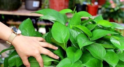 如何能让绿萝叶子又大又绿，茂盛爆盆？ - 图画吧TUHUABA