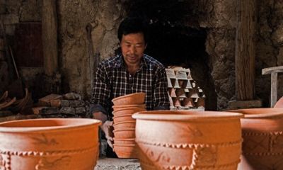 发财树怎么养？5个注意事项，教你养好发财树 - 今日头条