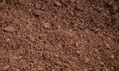 发财树怎么养？5个注意事项，教你养好发财树 - 图画吧TUHUABA