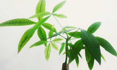 发财树怎么养？5个注意事项，教你养好发财树 - 图画吧TUHUABA