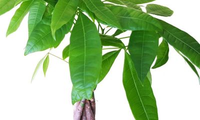 发财树怎么养？5个注意事项，教你养好发财树 - 图画吧TUHUABA