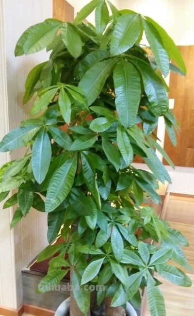 养发财树，牢记“3重点”，枝叶繁茂，叶片翠绿，一年四季财运旺 - 图画吧TUHUABA