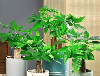 养发财树，牢记“3重点”，枝叶繁茂，叶片翠绿，一年四季财运旺 - 今日头条