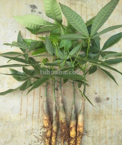 养发财树，牢记“3重点”，枝叶繁茂，叶片翠绿，一年四季财运旺 - 图画吧TUHUABA