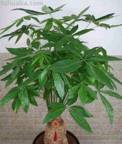 养发财树，牢记“3重点”，枝叶繁茂，叶片翠绿，一年四季财运旺 - 图画吧TUHUABA