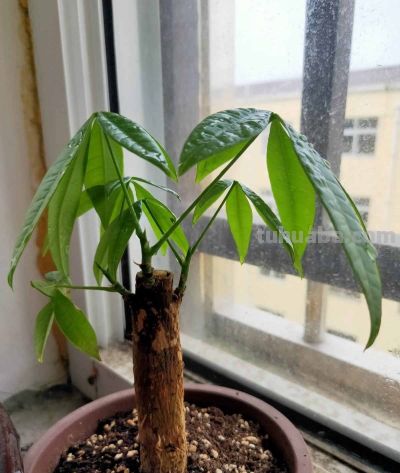 养发财树，牢记“3重点”，枝叶繁茂，叶片翠绿，一年四季财运旺 - 图画吧TUHUABA