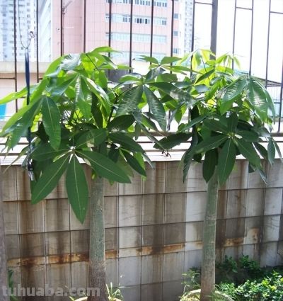 养发财树，牢记“3重点”，枝叶繁茂，叶片翠绿，一年四季财运旺 - 图画吧TUHUABA