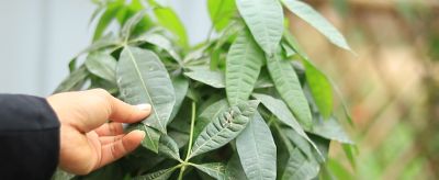 养发财树，牢记“3重点”，枝叶繁茂，叶片翠绿，一年四季财运旺 - 图画吧TUHUABA