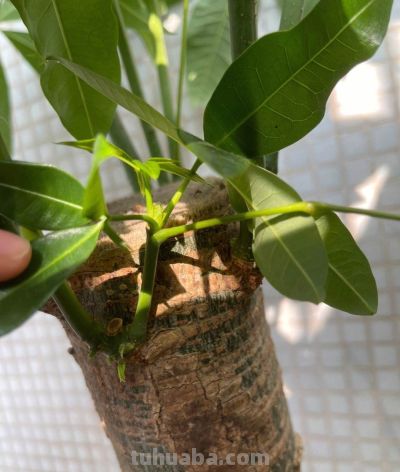 养发财树，牢记“3重点”，枝叶繁茂，叶片翠绿，一年四季财运旺 - 图画吧TUHUABA