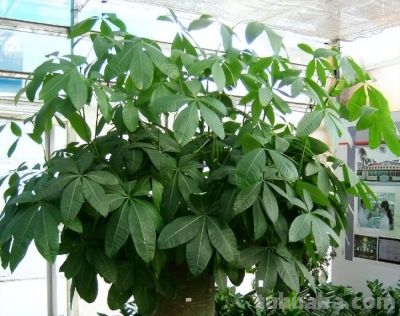 养发财树，牢记“3重点”，枝叶繁茂，叶片翠绿，一年四季财运旺 - 图画吧TUHUABA