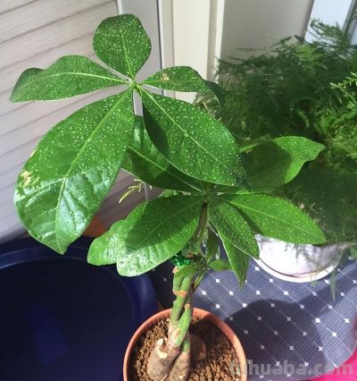 养发财树，牢记“3重点”，枝叶繁茂，叶片翠绿，一年四季财运旺 - 图画吧TUHUABA