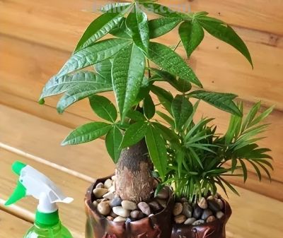 养发财树，牢记“3重点”，枝叶繁茂，叶片翠绿，一年四季财运旺 - 图画吧TUHUABA