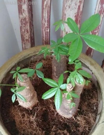 养发财树，牢记“3重点”，枝叶繁茂，叶片翠绿，一年四季财运旺 - 图画吧TUHUABA