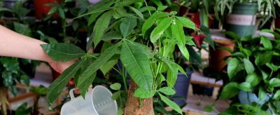 养发财树，牢记“3重点”，枝叶繁茂，叶片翠绿，一年四季财运旺 - 图画吧TUHUABA