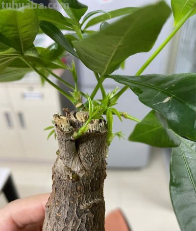 养发财树，牢记“3重点”，枝叶繁茂，叶片翠绿，一年四季财运旺 - 图画吧TUHUABA