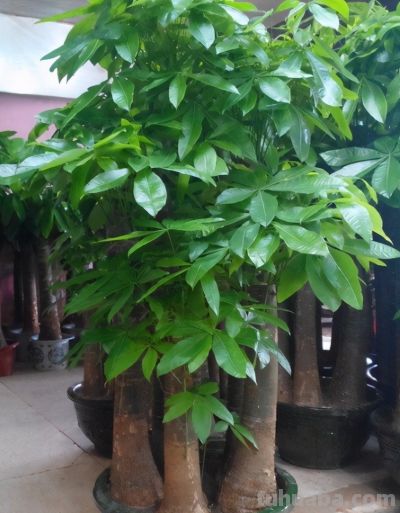 养发财树，牢记“3重点”，枝叶繁茂，叶片翠绿，一年四季财运旺 - 图画吧TUHUABA