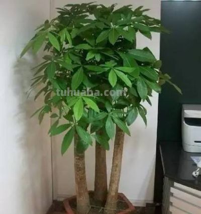 你的发财树为啥养不好？是因为你没做好这些！ - 图画吧TUHUABA