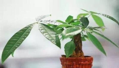 你的发财树为啥养不好？是因为你没做好这些！ - 图画吧TUHUABA