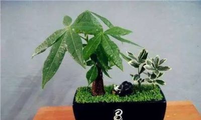 你的发财树为啥养不好？是因为你没做好这些！ - 图画吧TUHUABA