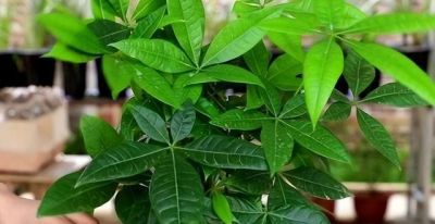 发财树不难养,牢记“3点”,一年四季枝叶多,绿油油,财运旺 - 今日头条 发财树不难养,牢记“3点”,一年四季枝叶多,绿油油,财运旺 - 图画吧TUHUABA