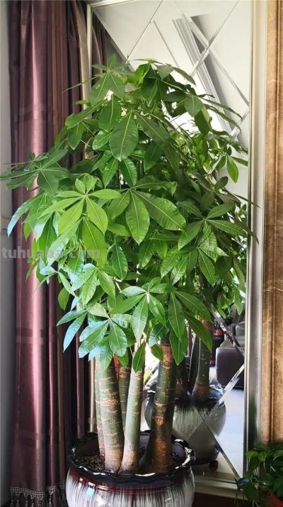 发财树不难养,牢记“3点”,一年四季枝叶多,绿油油,财运旺 - 今日头条 发财树不难养,牢记“3点”,一年四季枝叶多,绿油油,财运旺 - 图画吧TUHUABA