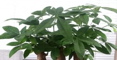 发财树不难养,牢记“3点”,一年四季枝叶多,绿油油,财运旺 - 今日头条 发财树不难养,牢记“3点”,一年四季枝叶多,绿油油,财运旺 - 图画吧TUHUABA