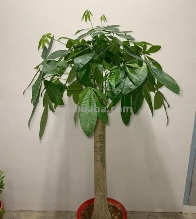 发财树不难养,牢记“3点”,一年四季枝叶多,绿油油,财运旺 - 今日头条 发财树不难养,牢记“3点”,一年四季枝叶多,绿油油,财运旺 - 图画吧TUHUABA