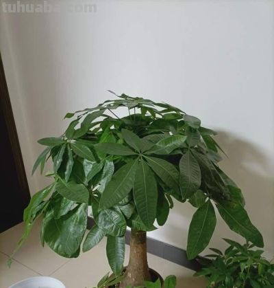 发财树不难养,牢记“3点”,一年四季枝叶多,绿油油,财运旺 - 今日头条 发财树不难养,牢记“3点”,一年四季枝叶多,绿油油,财运旺 - 图画吧TUHUABA