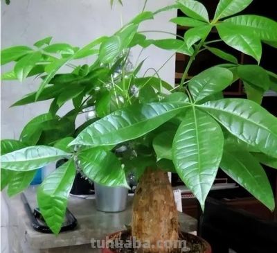 发财树不难养,牢记“3点”,一年四季枝叶多,绿油油,财运旺 - 今日头条 发财树不难养,牢记“3点”,一年四季枝叶多,绿油油,财运旺 - 图画吧TUHUABA