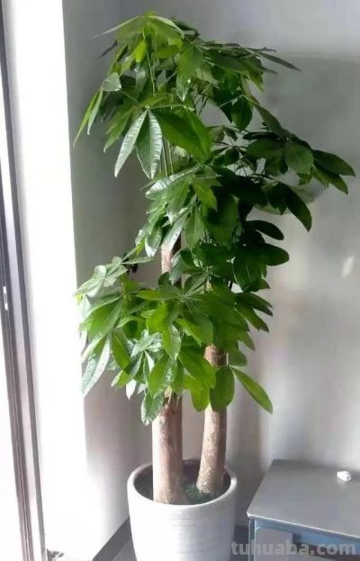 发财树不难养,牢记“3点”,一年四季枝叶多,绿油油,财运旺 - 今日头条 发财树不难养,牢记“3点”,一年四季枝叶多,绿油油,财运旺 - 图画吧TUHUABA