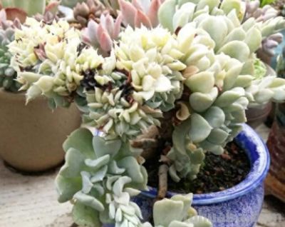 这6种多肉超爱爆崽，长的密密麻麻，盆都装不下了！ - 今日头条