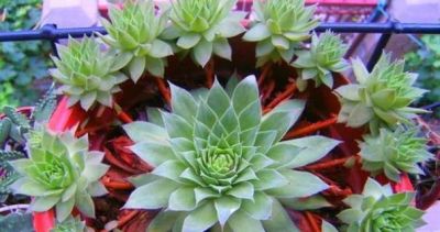 这6种多肉超爱爆崽，长的密密麻麻，盆都装不下了！ - 图画吧TUHUABA