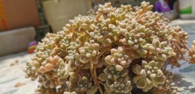 这6种多肉超爱爆崽，长的密密麻麻，盆都装不下了！ - 图画吧TUHUABA