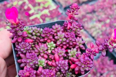 冬天养多肉别瞎选！这5款耐冻又皮实，新手也能养出好状态 - 图画吧TUHUABA