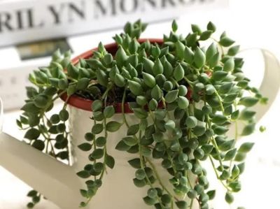 冬天养多肉别瞎选！这5款耐冻又皮实，新手也能养出好状态 - 图画吧TUHUABA