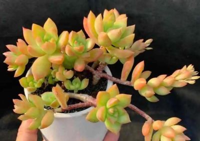 冬天养多肉别瞎选！这5款耐冻又皮实，新手也能养出好状态 - 图画吧TUHUABA