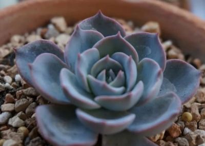 冬天养多肉别瞎选！这5款耐冻又皮实，新手也能养出好状态 - 图画吧TUHUABA