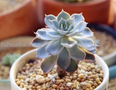 冬天养多肉别瞎选！这5款耐冻又皮实，新手也能养出好状态 - 图画吧TUHUABA