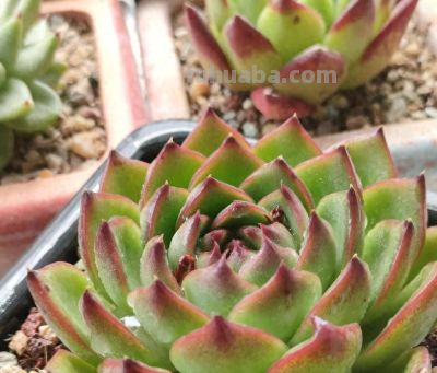 养多肉的3个“正确方法”，什么多肉都能养好，又美又壮，颜值高 - 今日头条