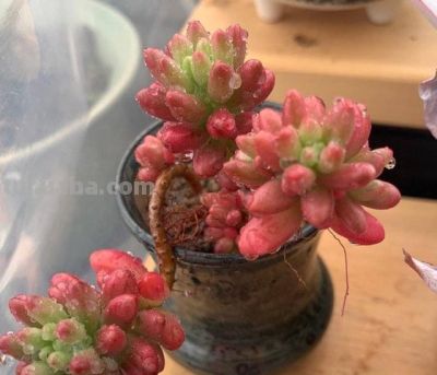 养多肉的3个“正确方法”，什么多肉都能养好，又美又壮，颜值高 - 图画吧TUHUABA