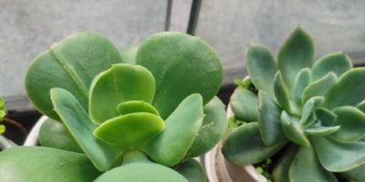 养多肉的3个“正确方法”，什么多肉都能养好，又美又壮，颜值高 - 图画吧TUHUABA