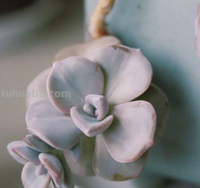 养多肉的3个“正确方法”，什么多肉都能养好，又美又壮，颜值高 - 图画吧TUHUABA