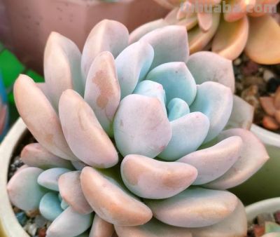 养多肉的3个“正确方法”，什么多肉都能养好，又美又壮，颜值高 - 图画吧TUHUABA