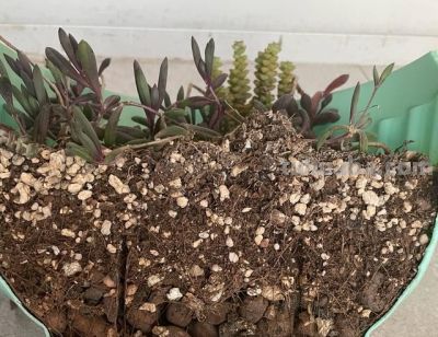 养多肉的3个“正确方法”，什么多肉都能养好，又美又壮，颜值高 - 图画吧TUHUABA